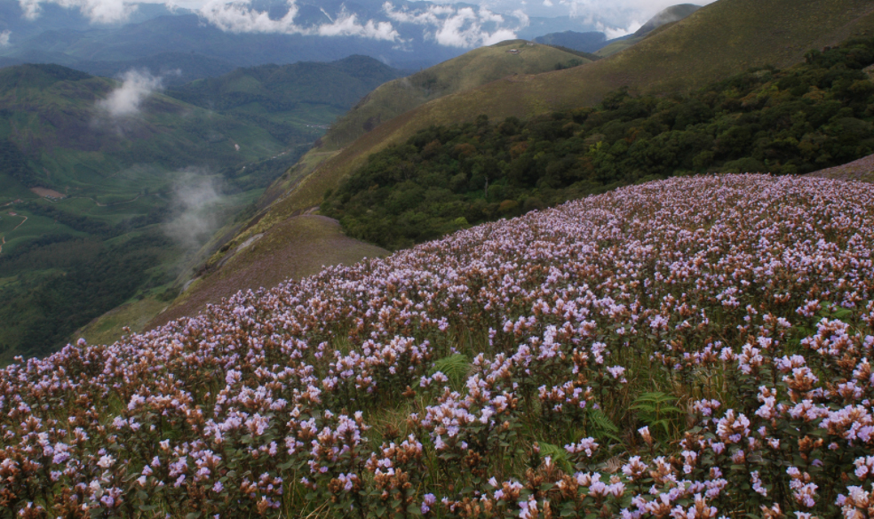 neelakurinji